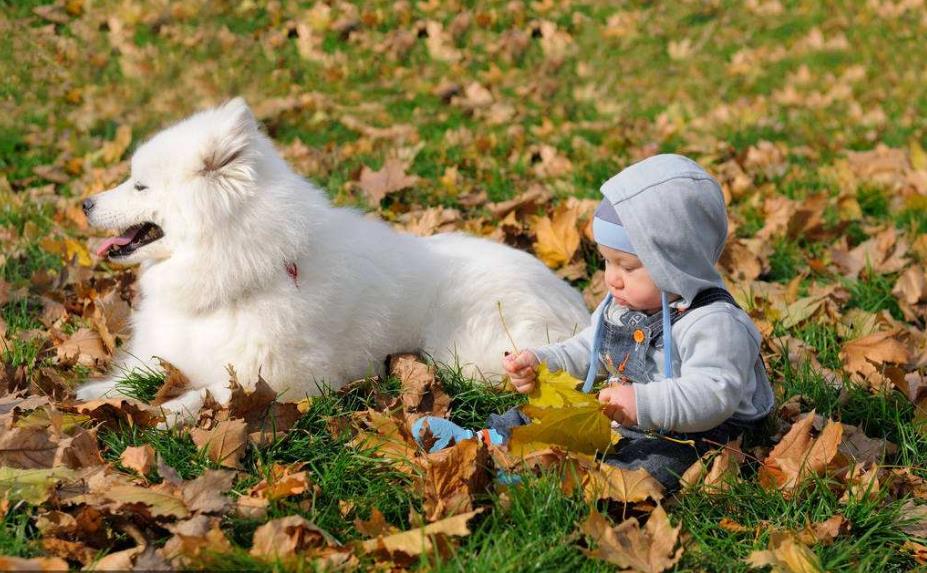 抖音代運營：寵物類短視頻怎么做？ - 策幻網(wǎng)